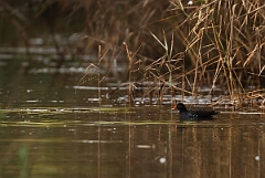 David Plant Photography - Wildlife Photographer - Moorhen - I